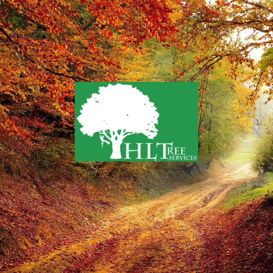 Fife Based Forestry Company | Tree Surgeons Fife