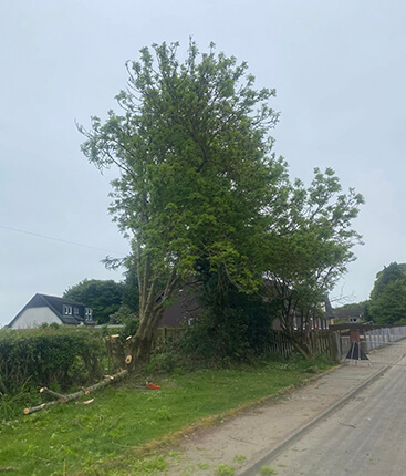 tree surgeon st andrews