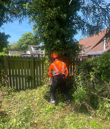 tree-removal-st-andrews