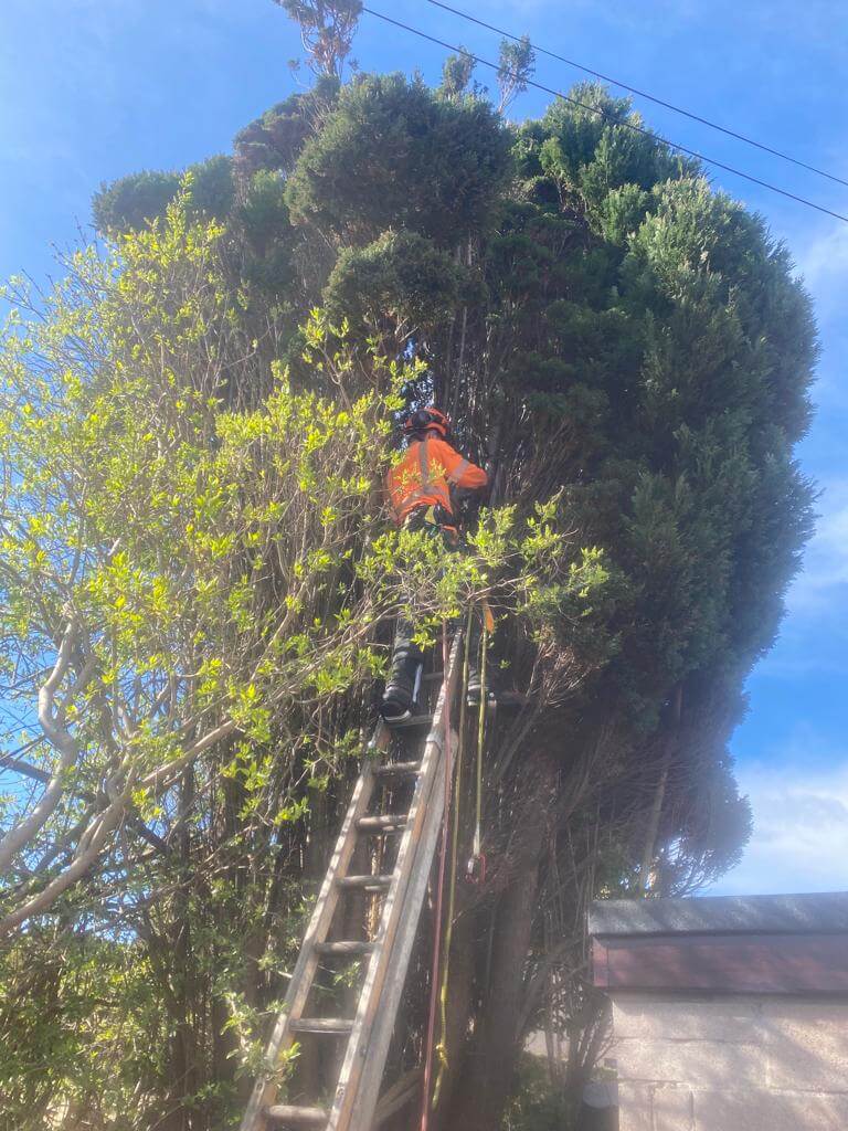 arborist kirkcaldy