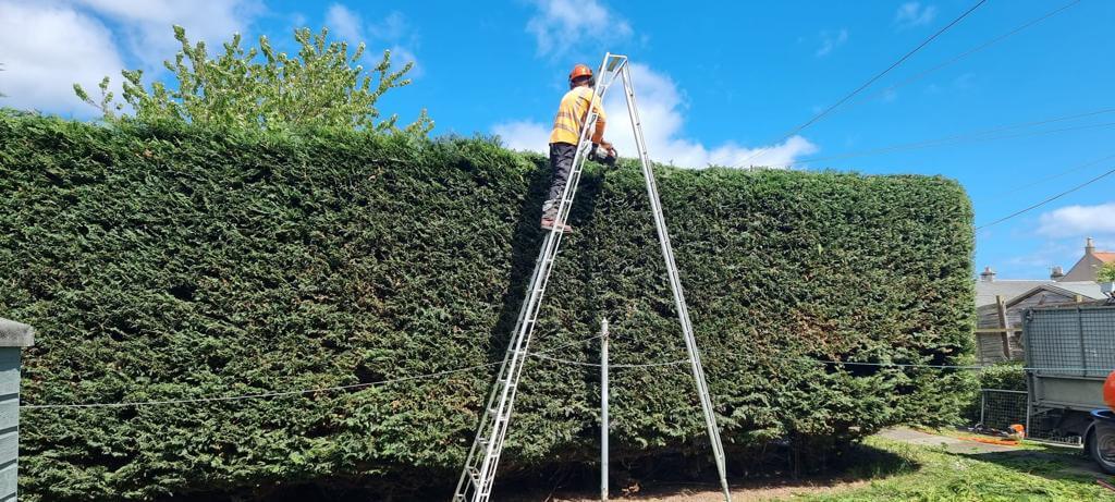 kirkcaldy tree surgeon