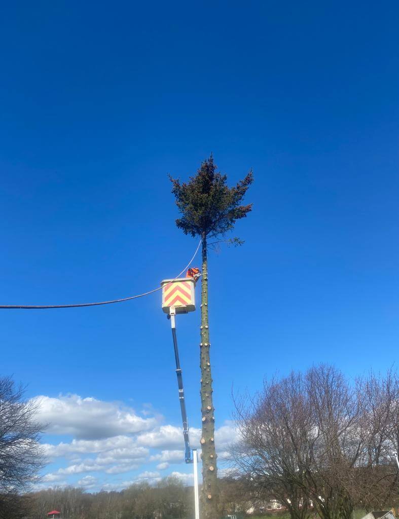 tree service kirkcaldy