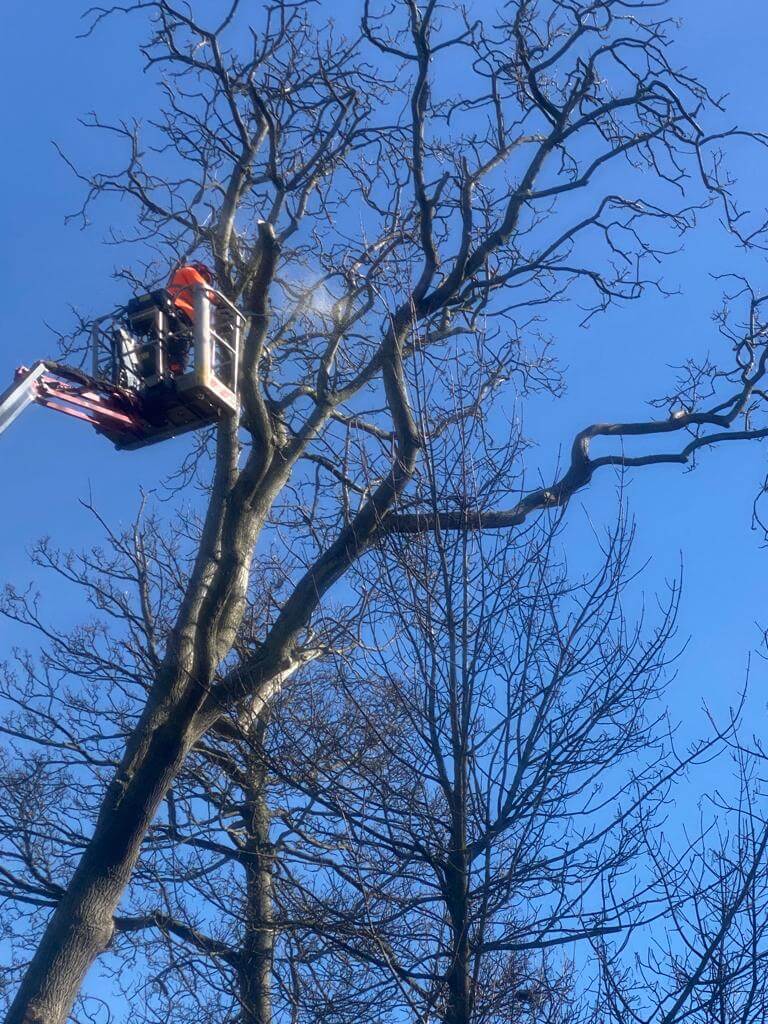tree surgeons kirkcaldy