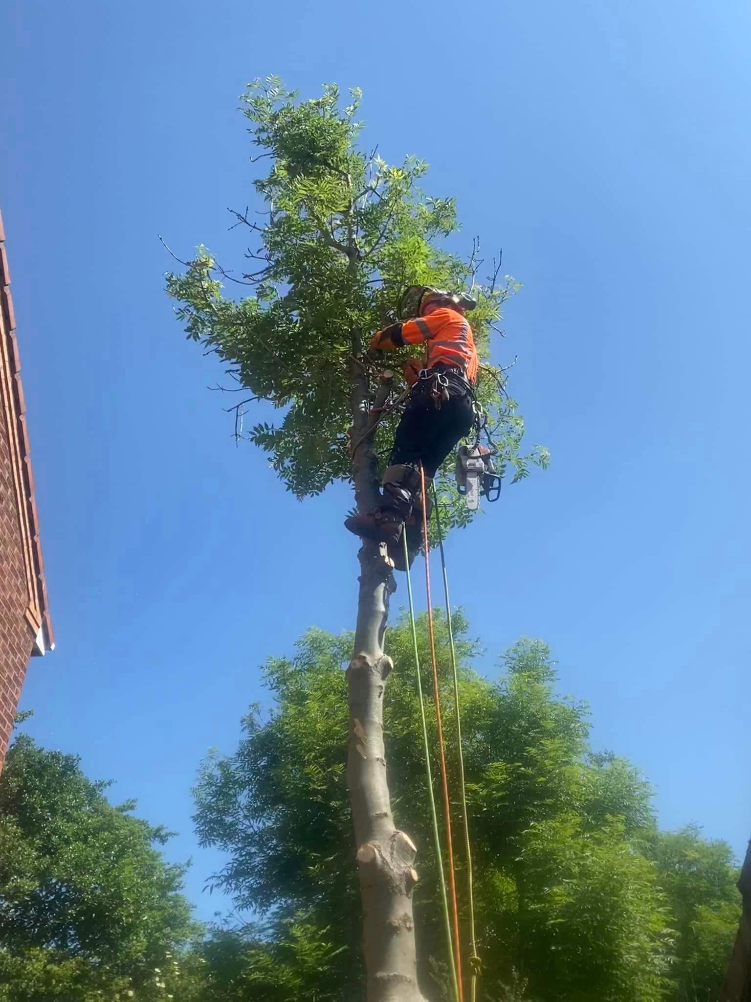 tree service glenrothes