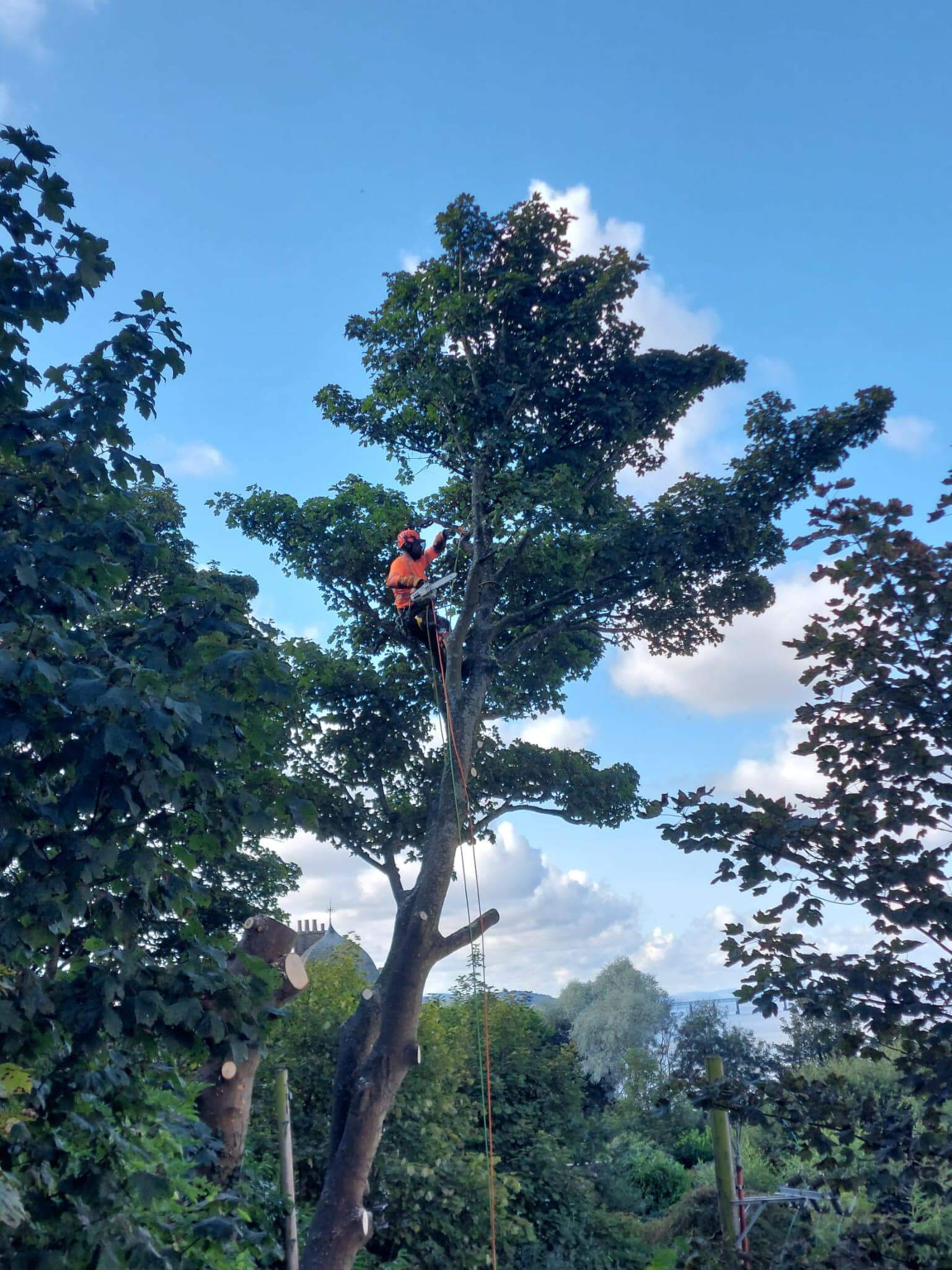 tree surgeon glenrothes