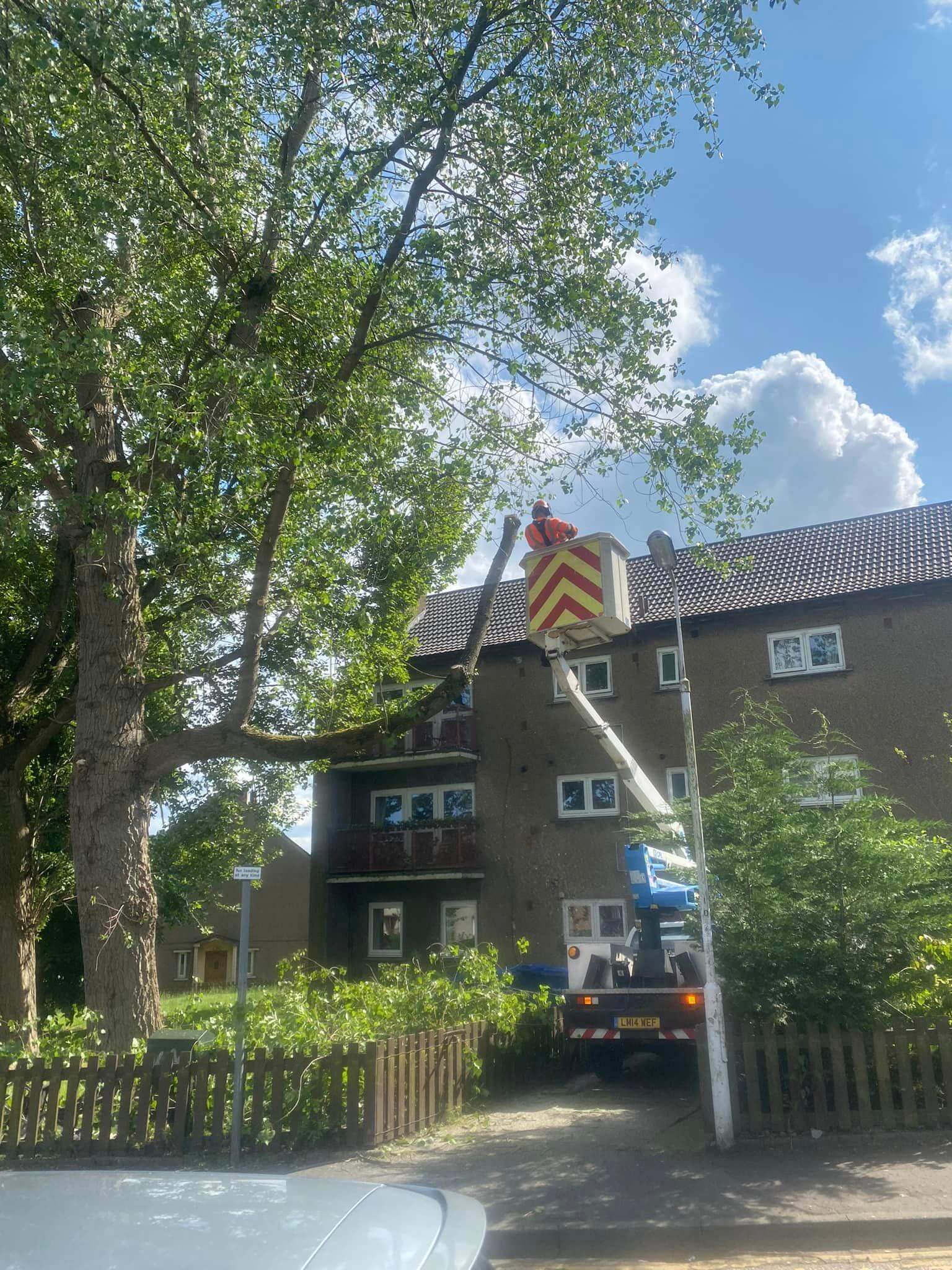 tree surgery glenrothes