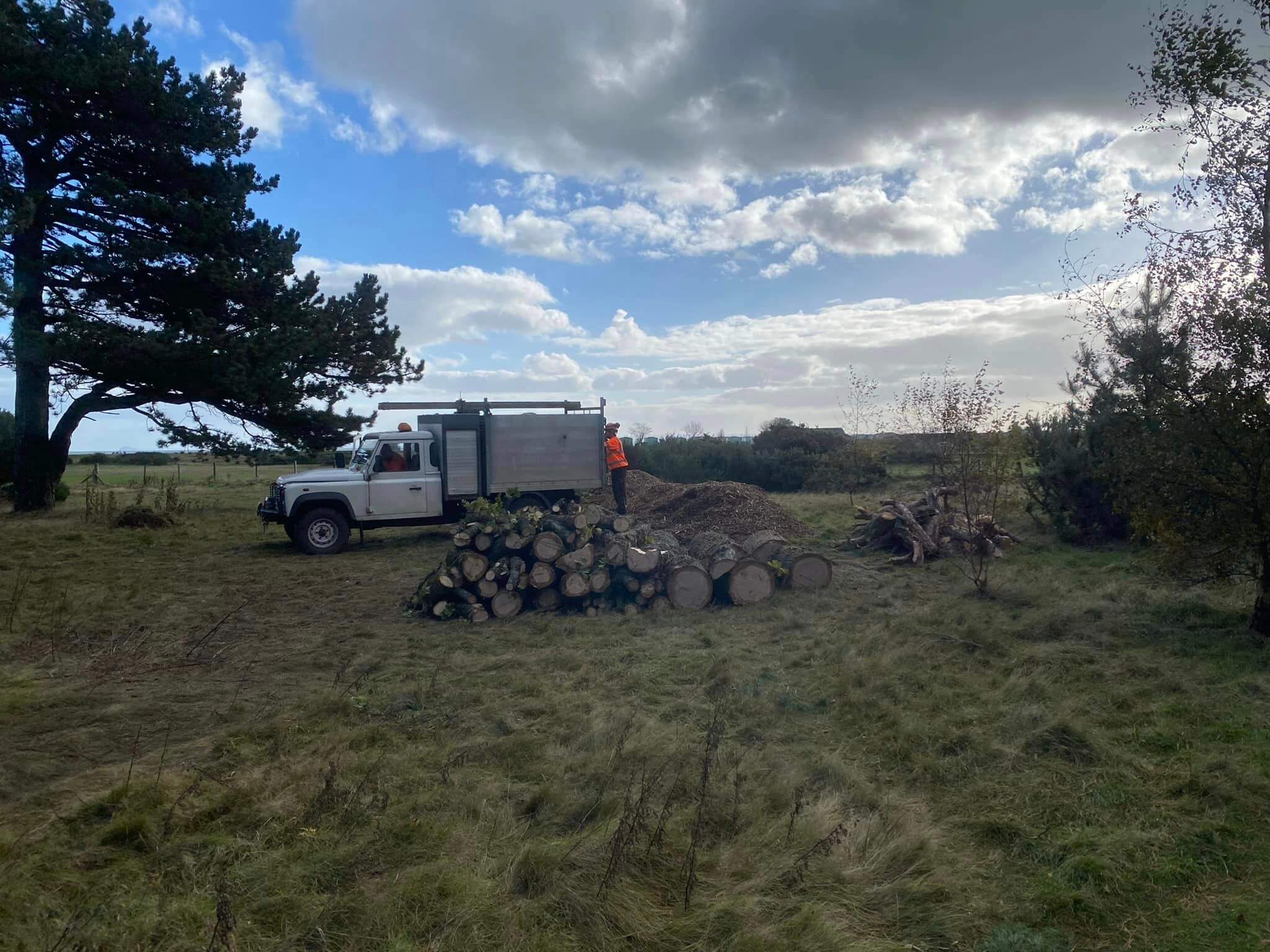 rosyth tree surgeon