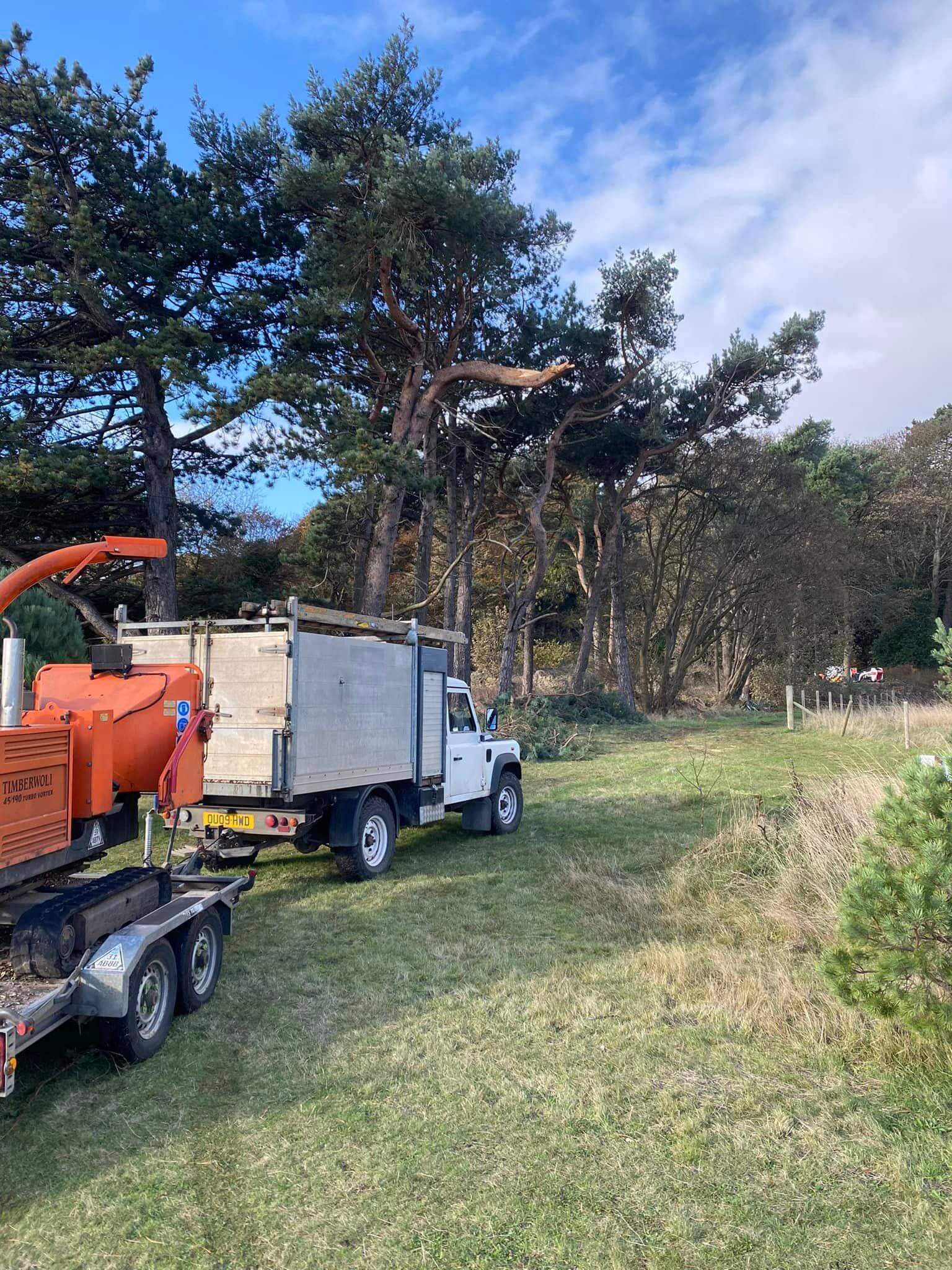 tree cutter rosyth