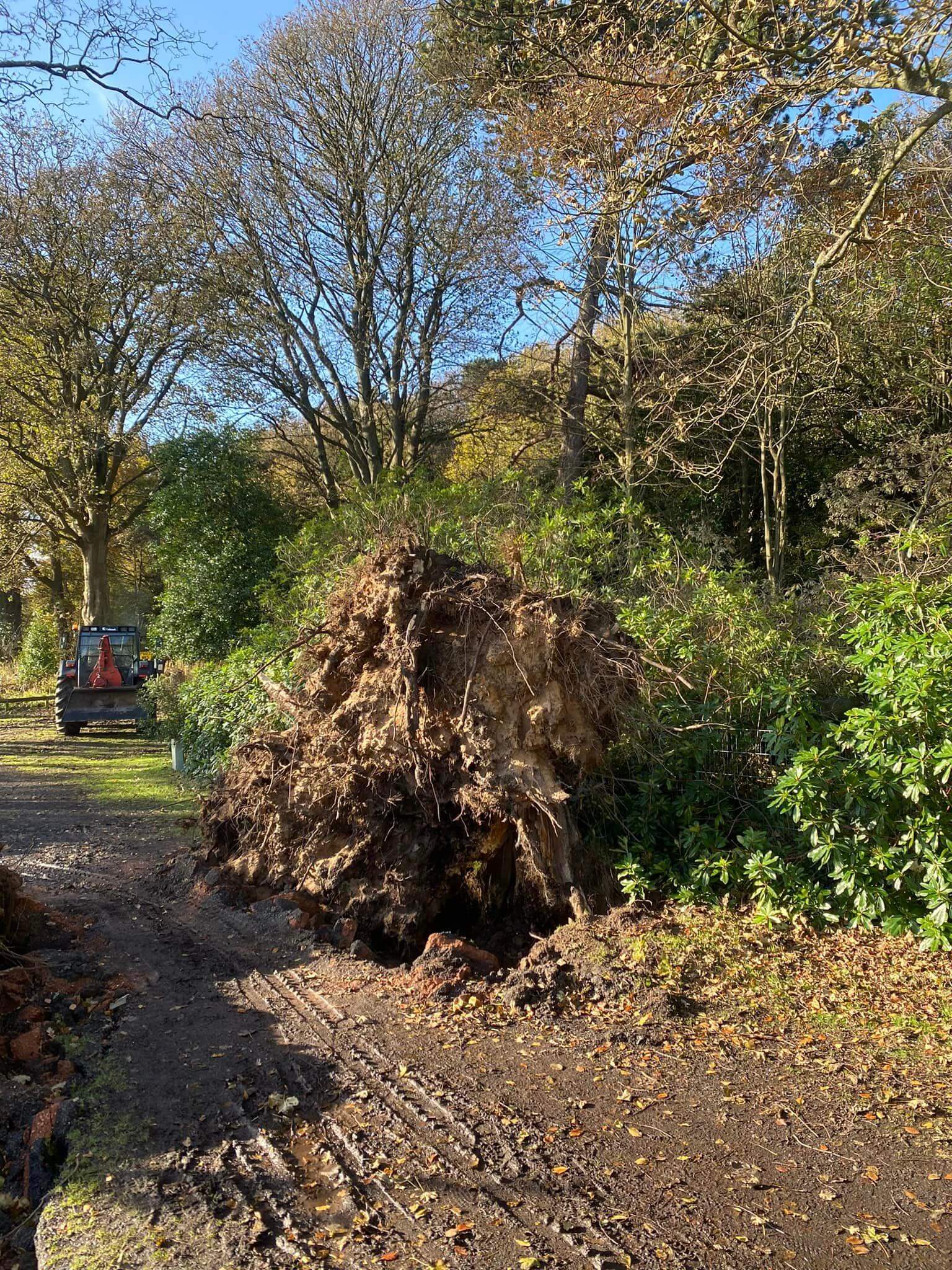 tree surgeon rosyth
