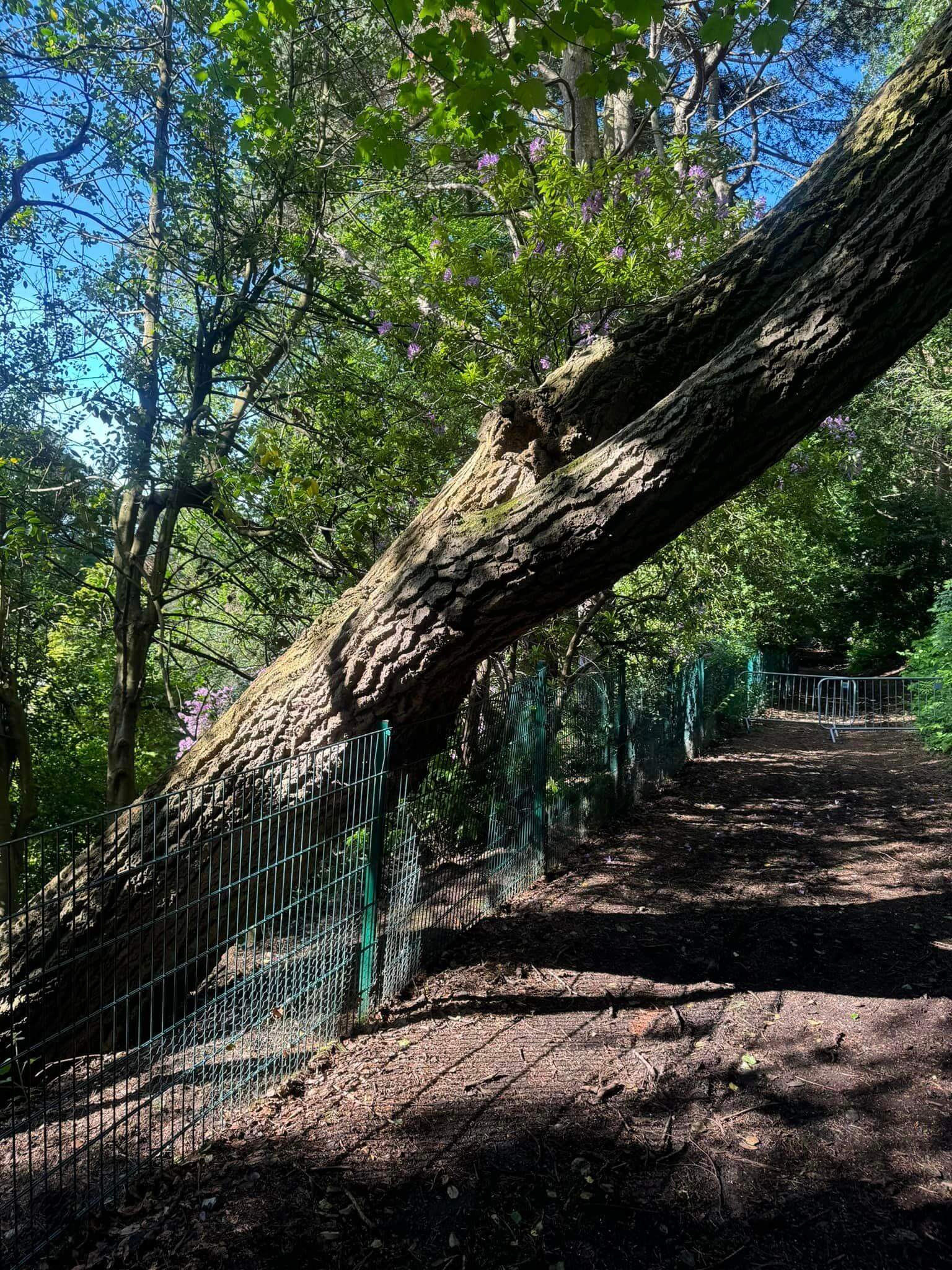 tree surgeon leven fife
